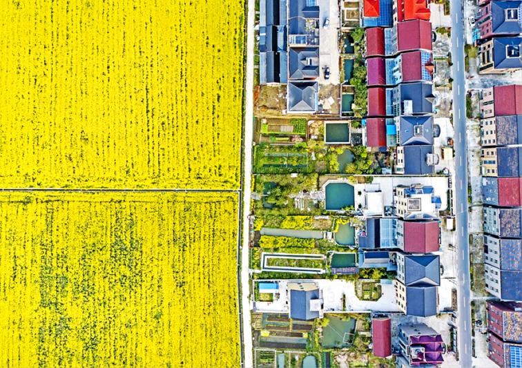 双桥村（杭州市临平区运河街道）